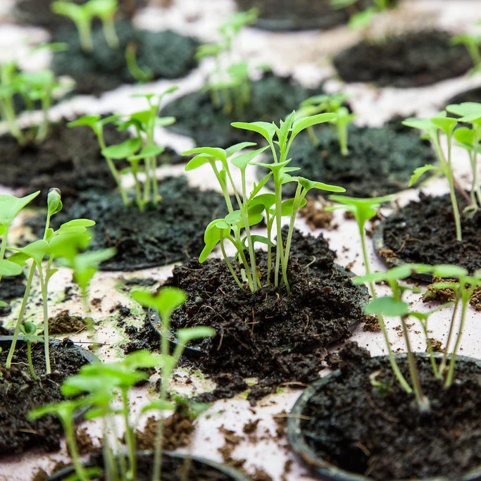 How to Grow Plants From Seeds Step by Step