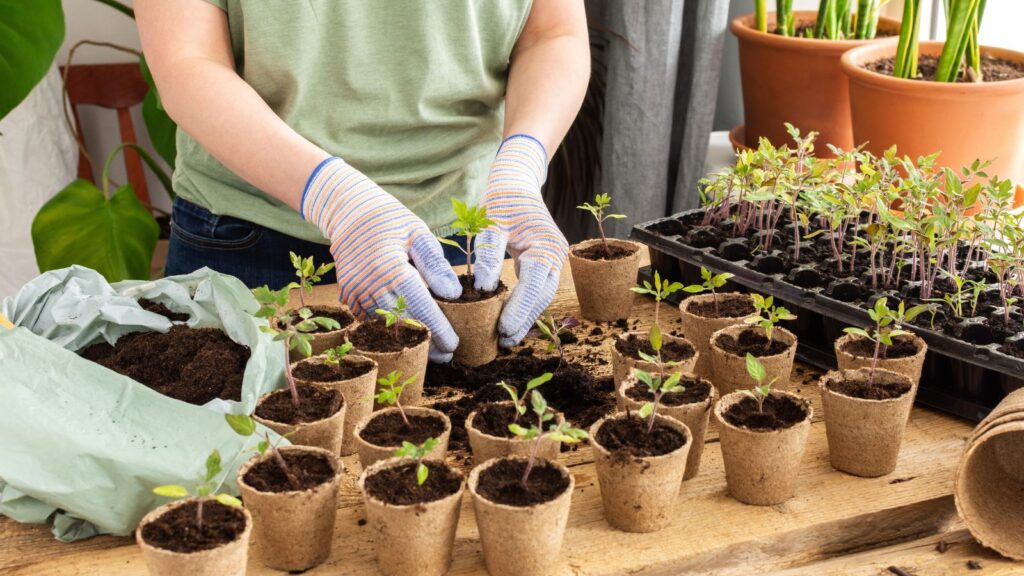How to Grow Plants From Seeds Step by Step
