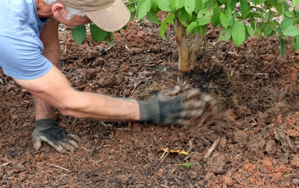 How to Transplant a Plant Step by Step