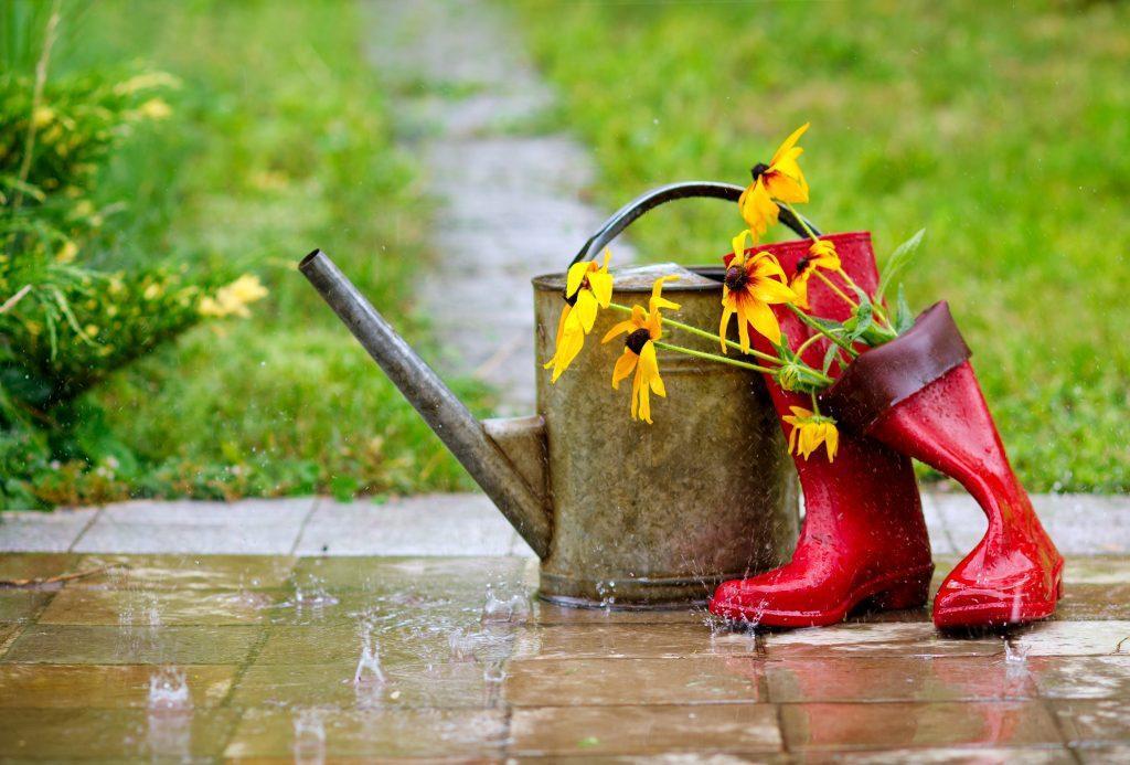 When to Transplant Plants