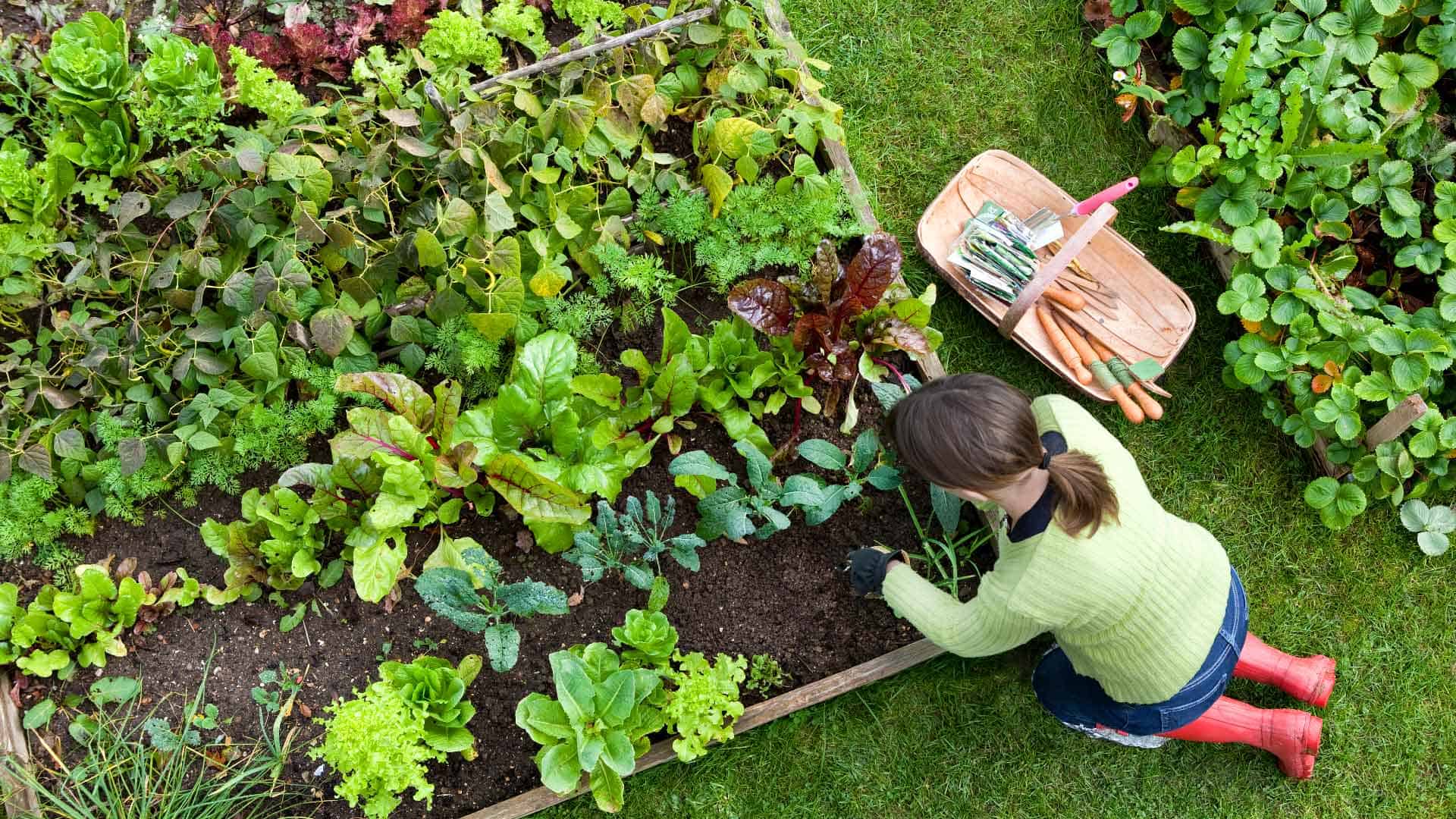 Gardening for Beginners