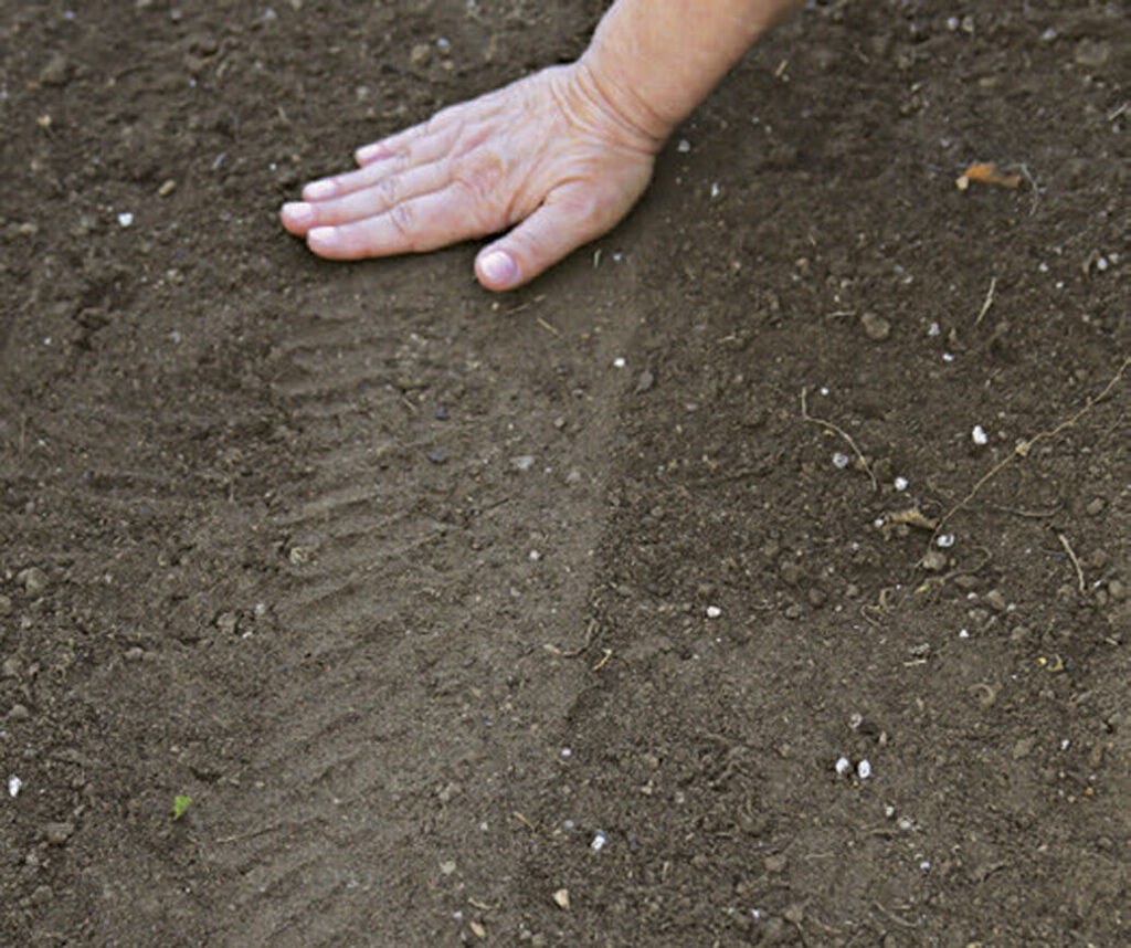 How to Plant Seeds Step by Step