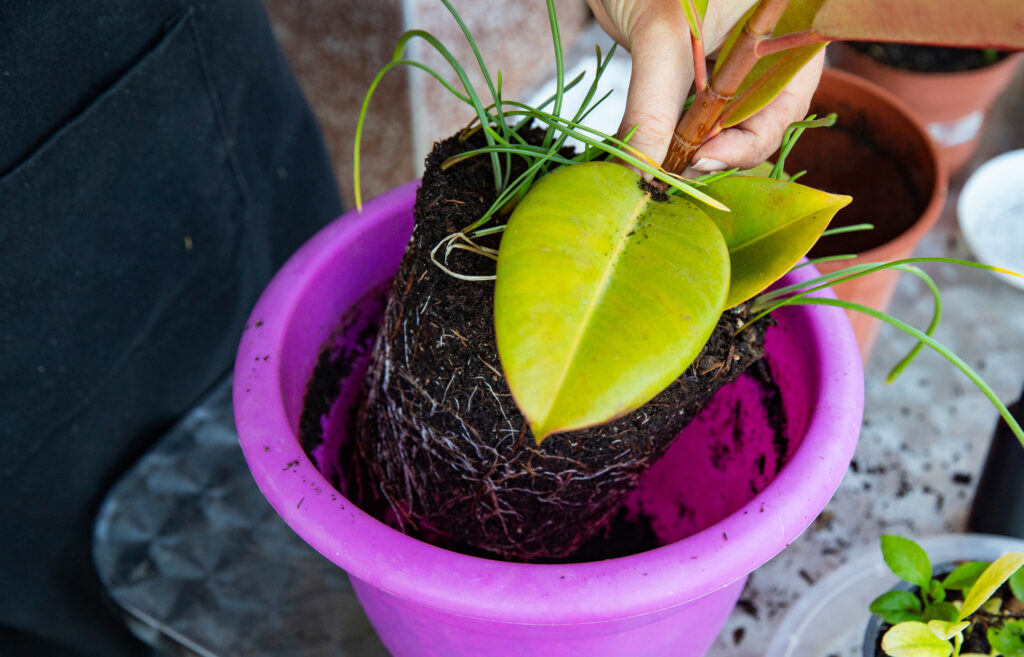 How to Transplant a Plant