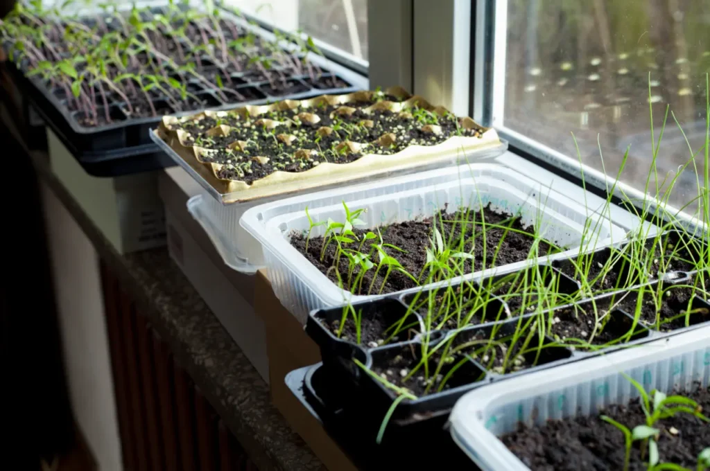 Right Location to Plant Seeds