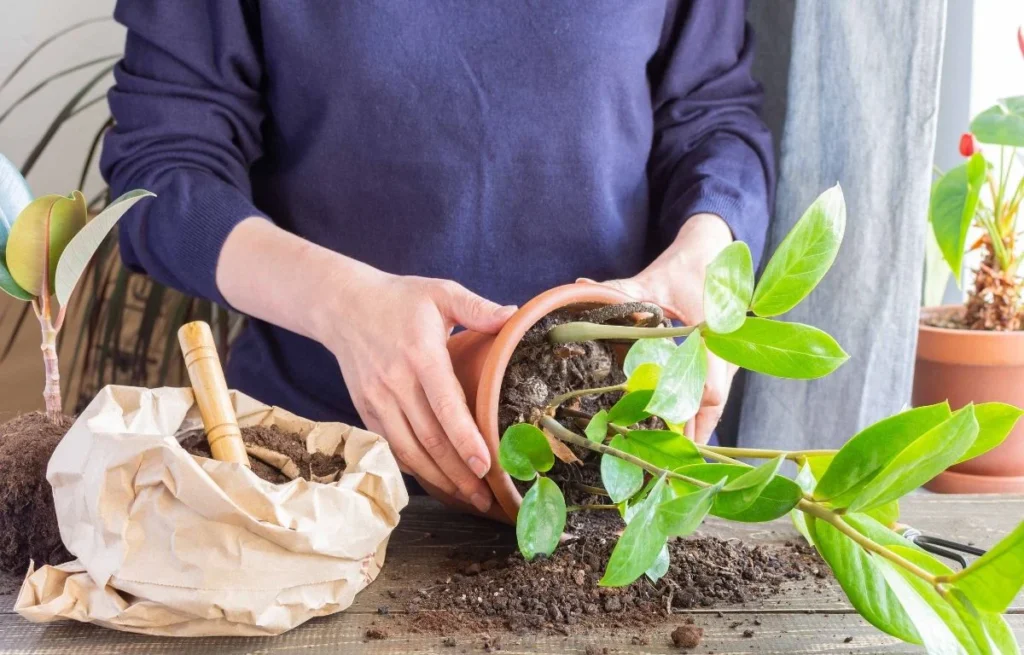 How to Remove a Plant From a Pot