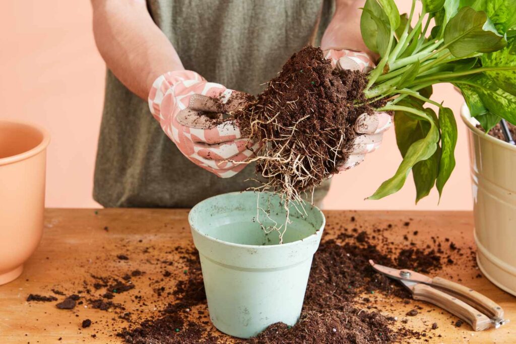 How to Remove a Plant From a Pot