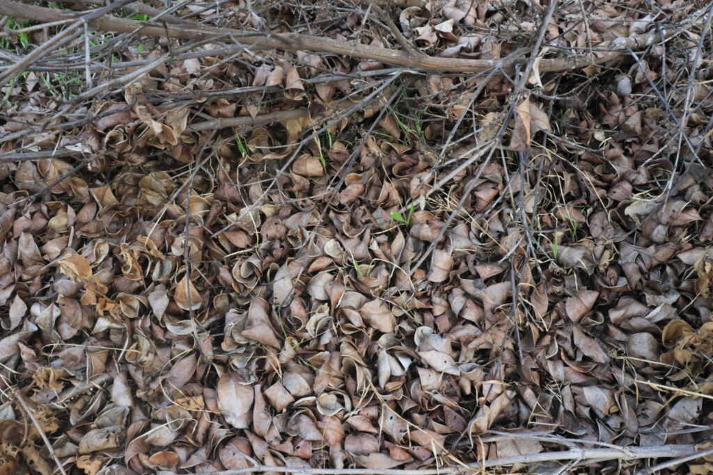 Green and Brown Materials in Compost