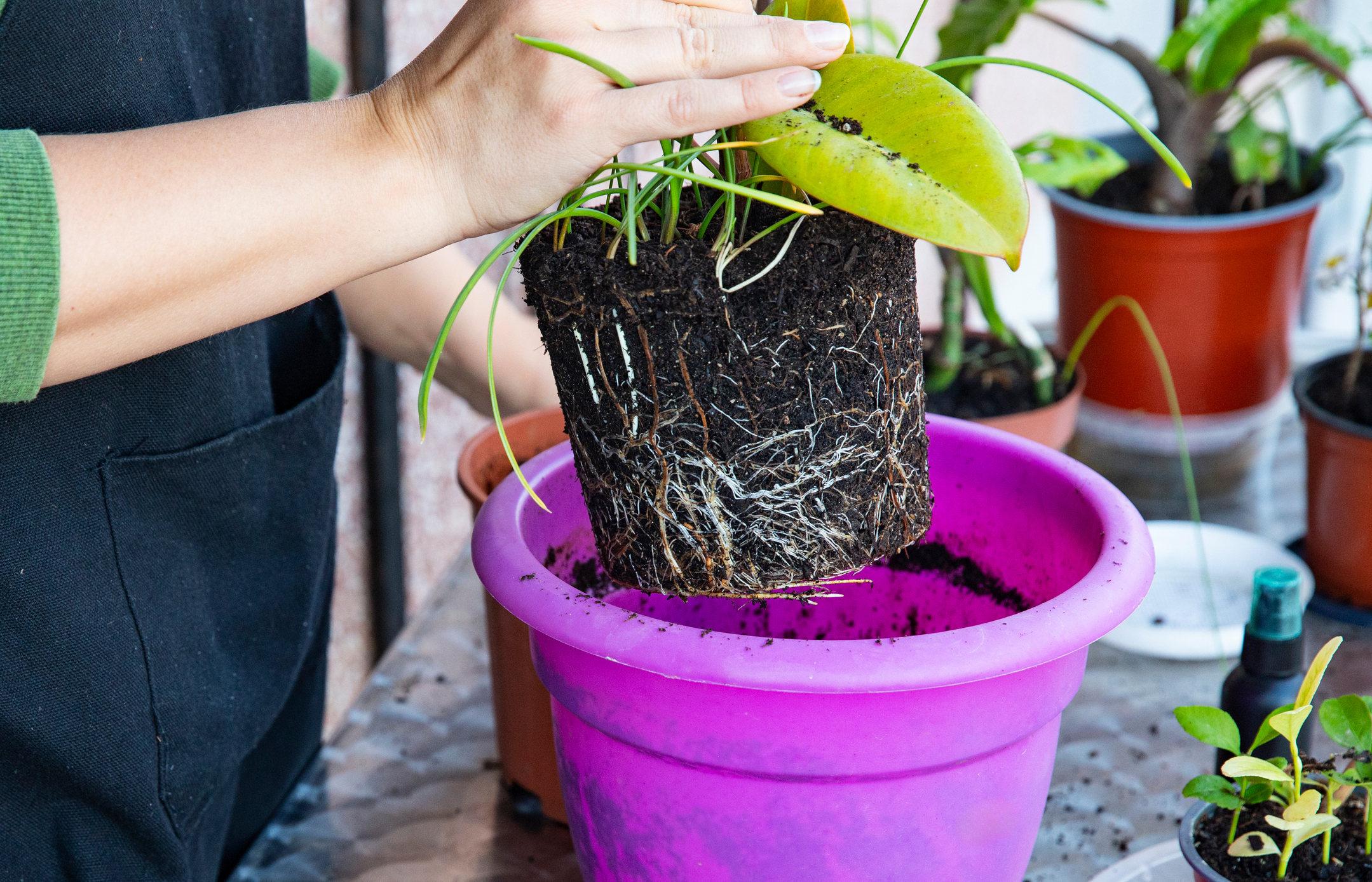 How to Transplant a Plant