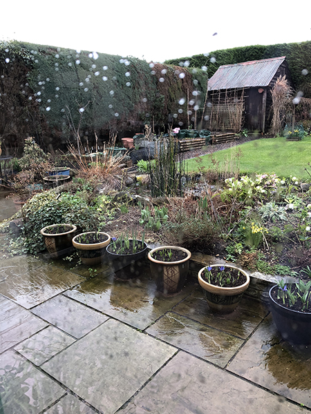 When to Transplant Plants