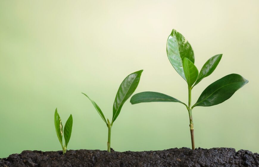 How to Grow Plants From Seeds Step by Step