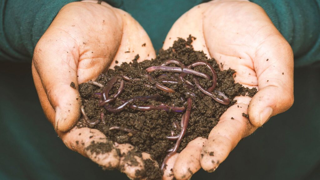 Long-Term Soil Care