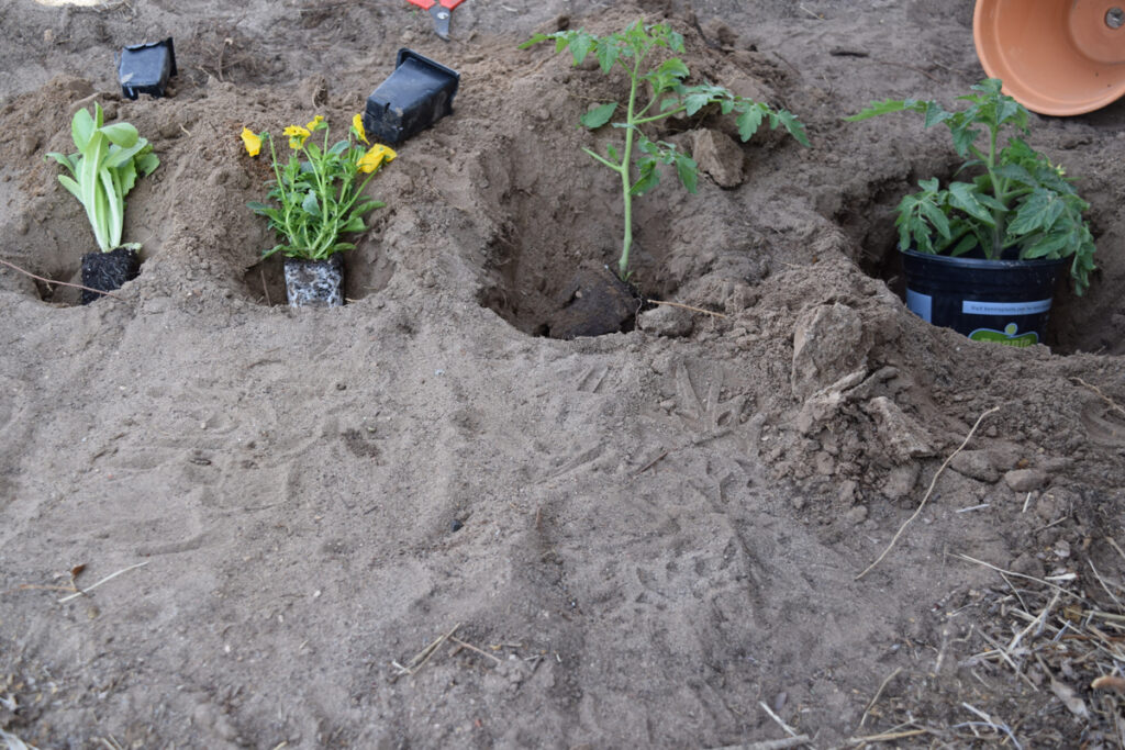 How to Transplant a Plant Step by Step