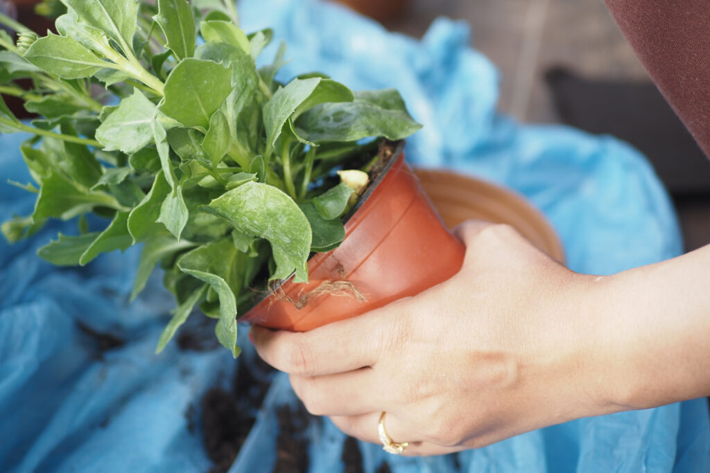 How to Transplant a Plant