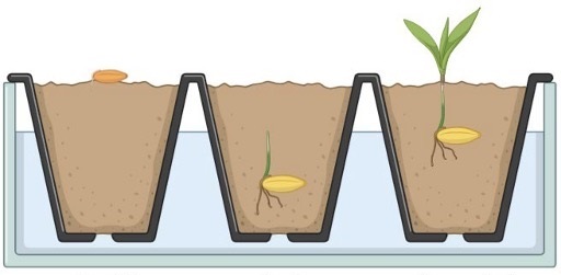 How to Plant Seeds