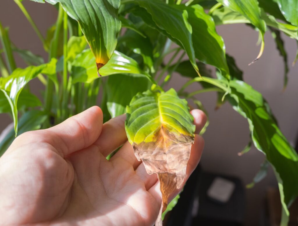 Plant Shock From Transplant