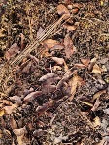 Green and Brown Materials in Compost