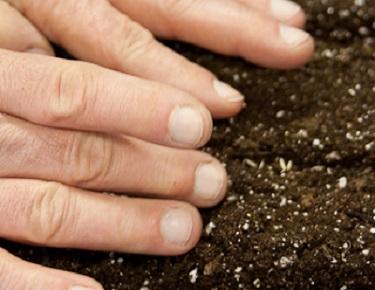 How to Plant Seeds Step by Step