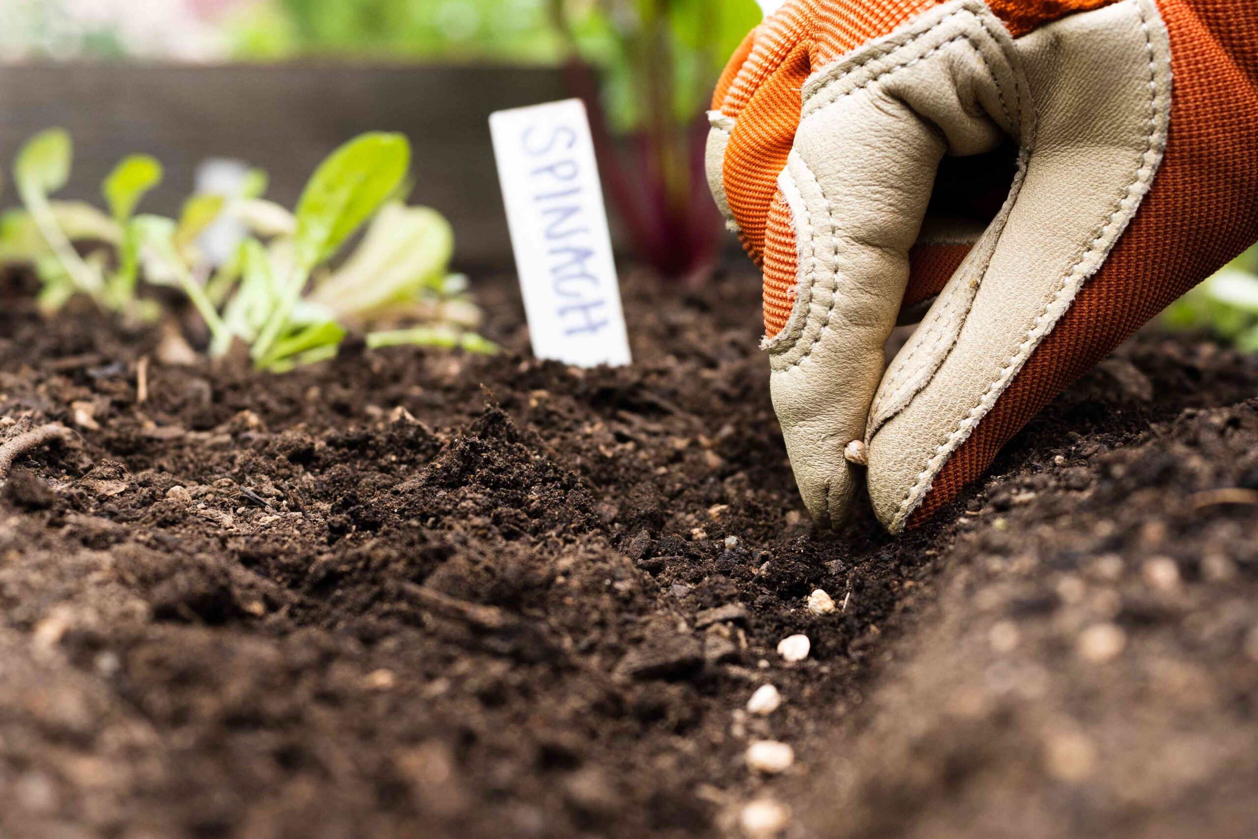 How to Plant Seeds