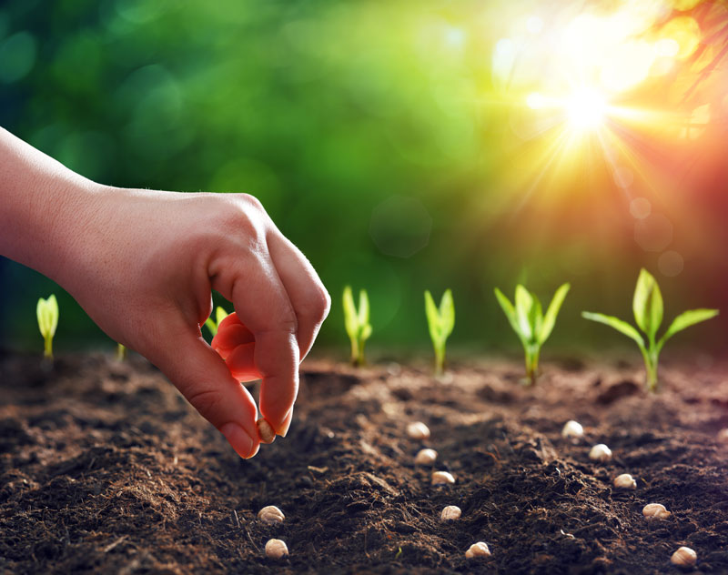 How to Plant Seeds Step by Step