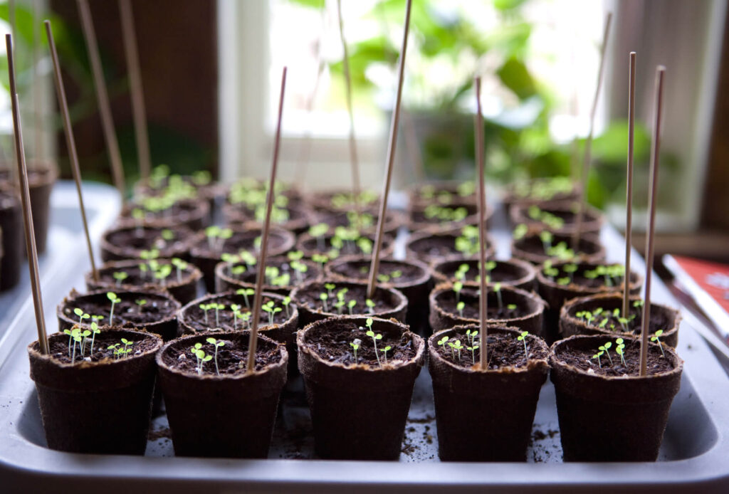 How to Sow Seeds Indoors