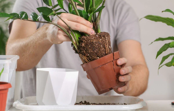 How to Remove a Plant From a Pot