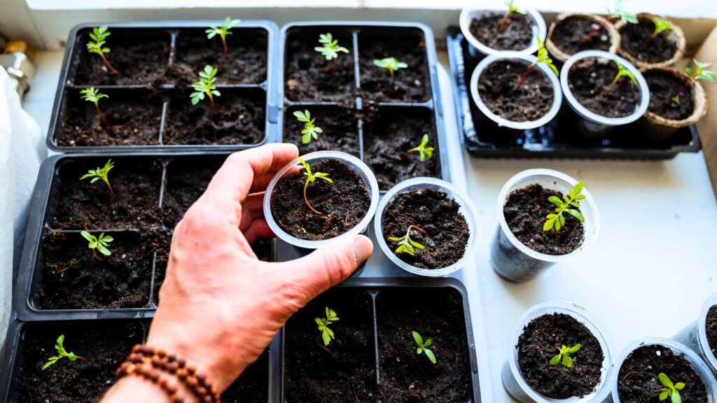 How to Sow Seeds Indoors