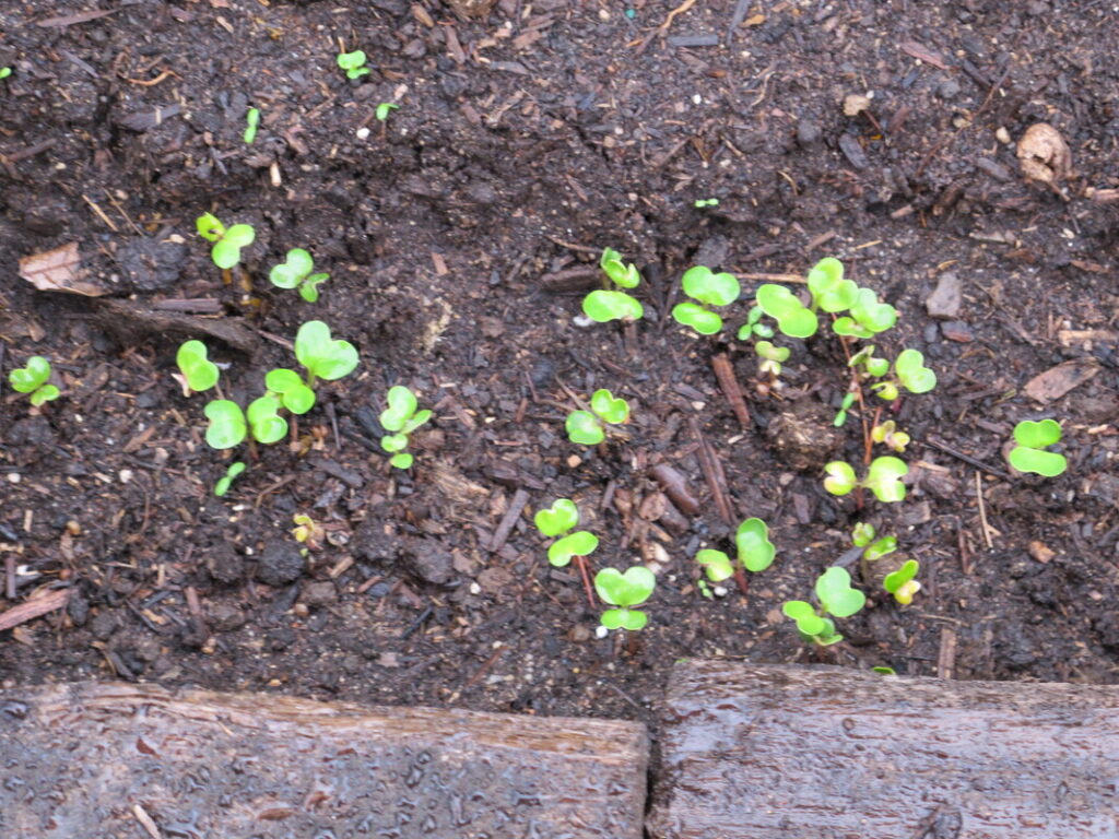 When to Transplant Plants