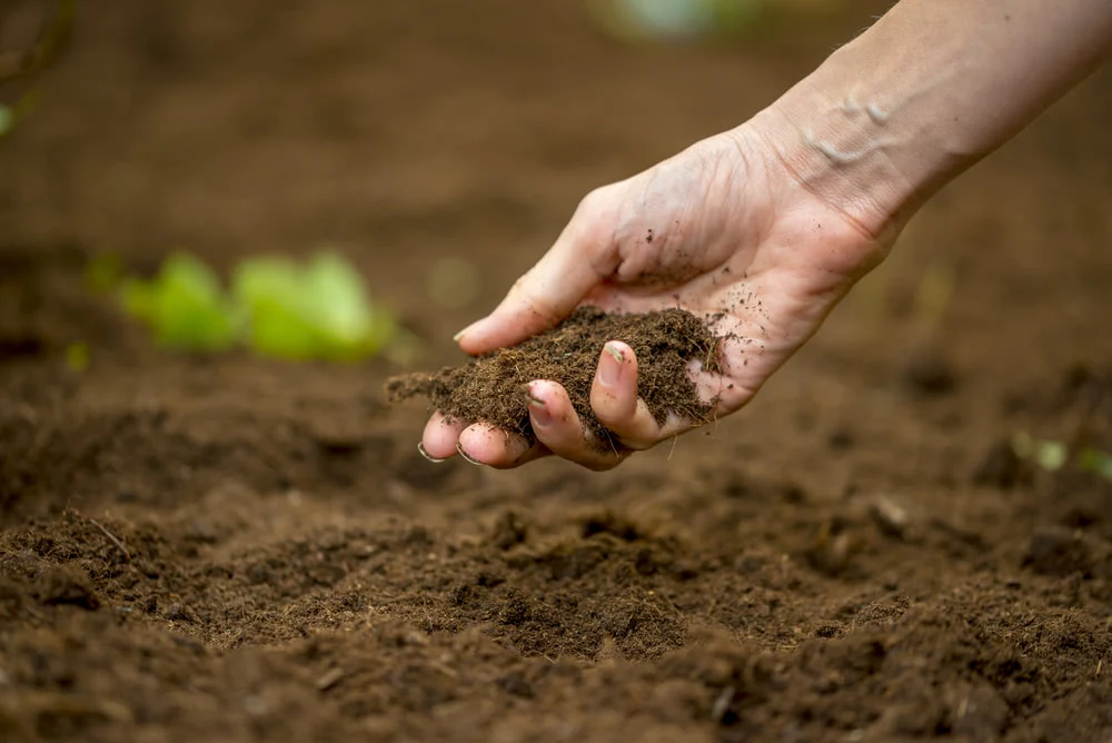 How to Prepare Soil for Garden