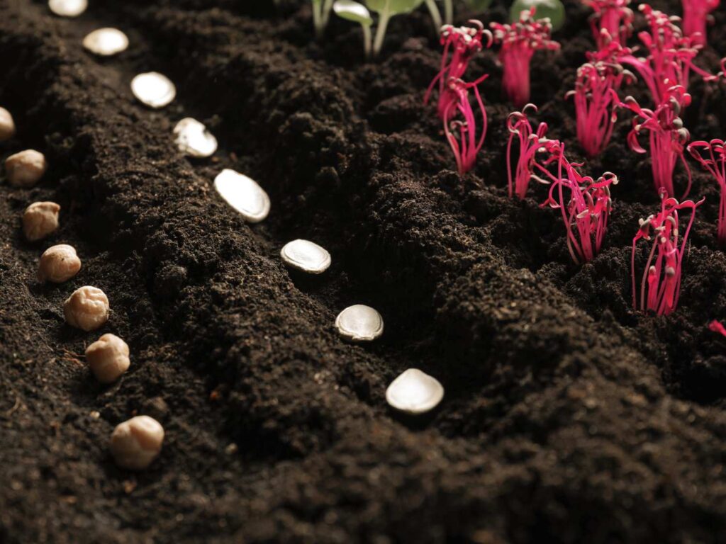 How to Plant Seeds Step by Step
