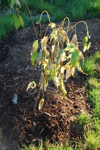 Plant Shock From Transplant