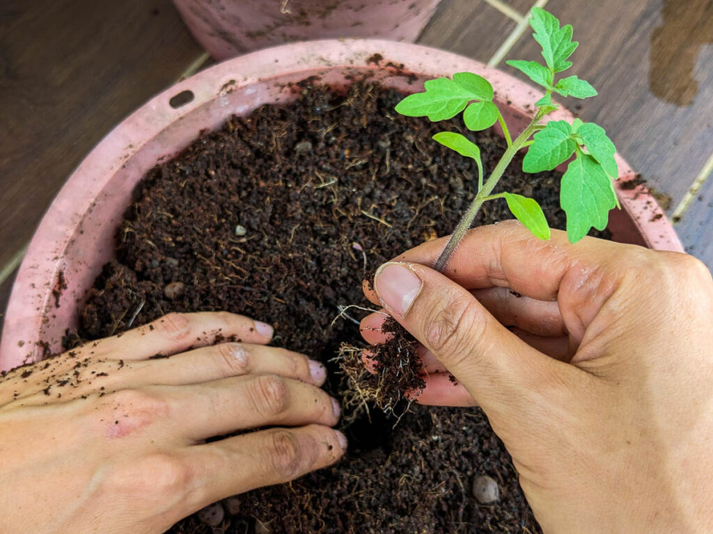 How to Grow Plants From Seeds Step by Step