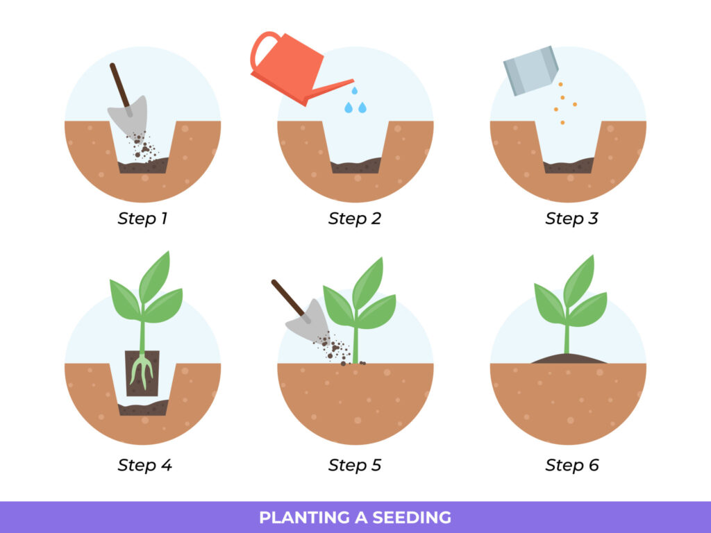 How to Transplant a Plant Step by Step