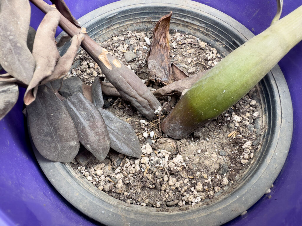 Plant Shock From Transplant