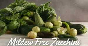 How to get rid of powdery mildew on zucchini