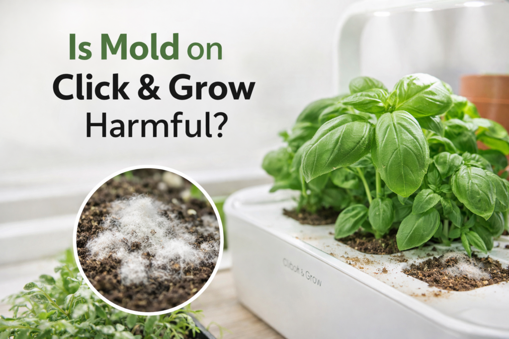 Is Mold on Click & Grow Harmful?