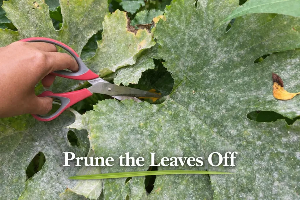 Prune the Leaves Off
