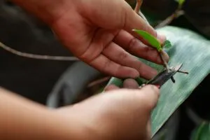 Pruning and Cutting Hand Tools