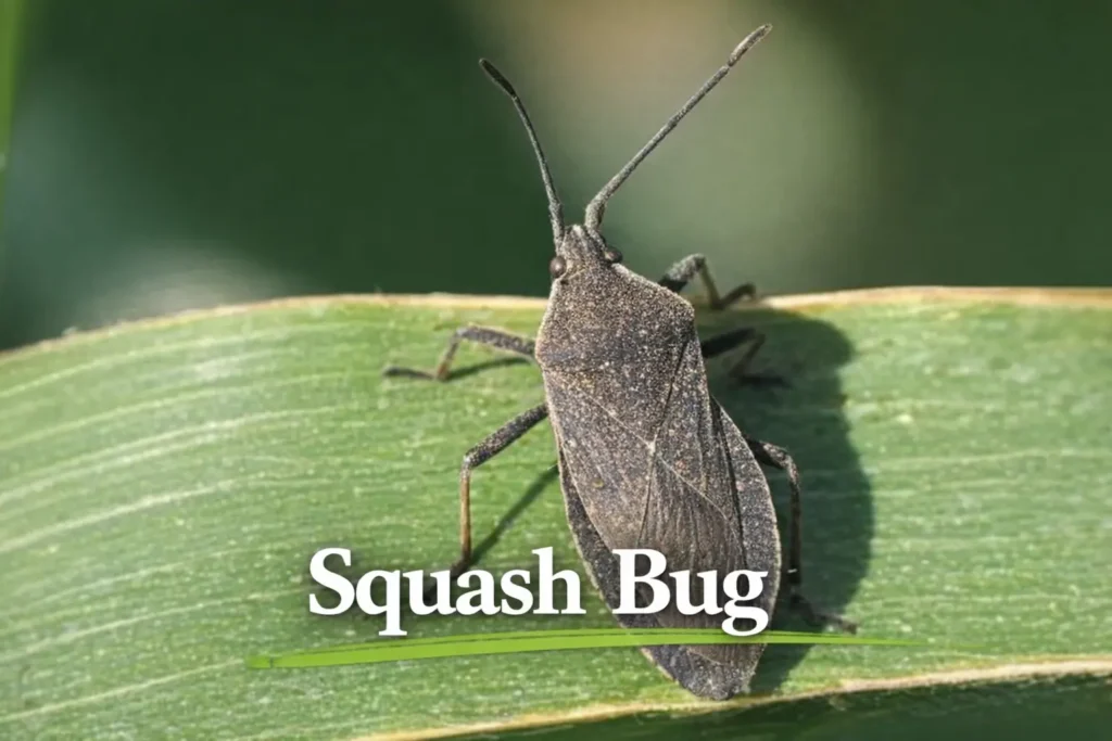 Squash Bugs