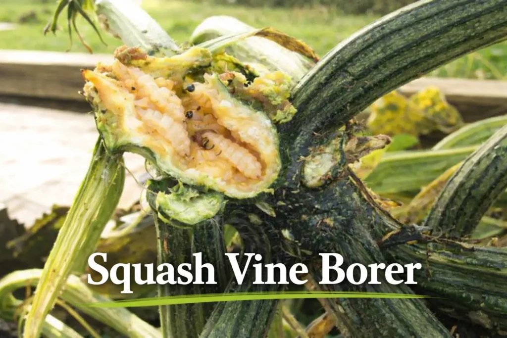 Squash Vine Borer