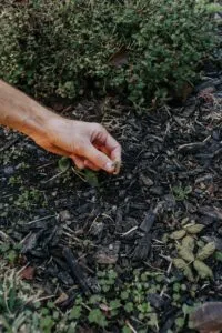 Weeding Tools for Home Gardening