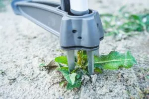 Weeding Tools for Home Gardening
