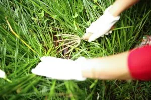 Weeding Tools for Home Gardening