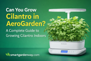 Can You Grow Cilantro in AeroGarden