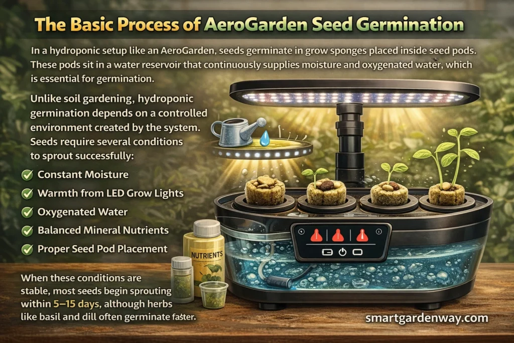 The Basic Process of AeroGarden Seed Germination
